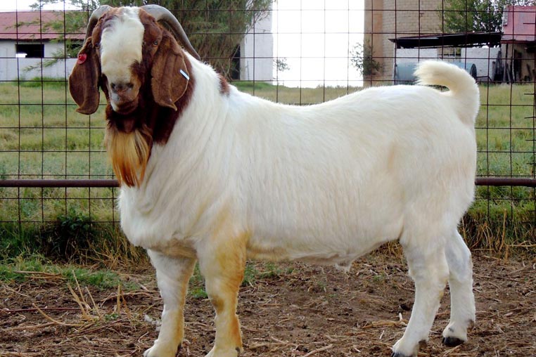 Boer Premium meat goat